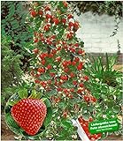 foto: jetzt BALDUR Garten Kletter-Erdbeere 'Hummi®', 3 Pflanzen Fragaria Erdbeerbäumchen schnellwachsende Klettererdbeeren, selbstfruchtend Online, bester Preis 11,95 € neu 2024-2023 Bestseller, Rezension
