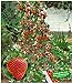 foto BALDUR Garten Kletter-Erdbeere 'Hummi®', 3 Pflanzen Fragaria Erdbeerbäumchen schnellwachsende Klettererdbeeren, selbstfruchtend 2024-2023