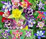 photo: You can buy 200+ Columbine McKana Giants Flower Seeds, Perennial, Aquilegia caerulea, Colorful, Attracts Bees and Hummingbirds! from USA online, best price $5.79 ($0.03 / Count) new 2024-2023 bestseller, review