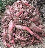 photo: You can buy Red Mangel Mammoth Beet Seeds for Fodder or Survival Giant Up to 15 LB! 311C (1500 Seeds, or 1 oz) online, best price $9.79 new 2024-2023 bestseller, review