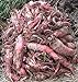 photo Red Mangel Mammoth Beet Seeds for Fodder or Survival Giant Up to 15 LB! 311C (1500 Seeds, or 1 oz) 2024-2023