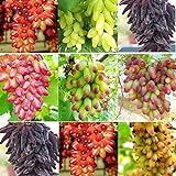 photo: You can buy SAVIORD 100pcs Mixed Sweet Seedless Grape Fruit Seeds online, best price $10.30 new 2024-2023 bestseller, review