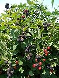photo: You can buy BlackBerry Triple Crown Plants-Garden- Fruit-Thorn-Less-Live Plant-6pk by Grower's Solution online, best price $49.95 ($8.32 / Count) new 2024-2023 bestseller, review