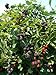 photo BlackBerry Triple Crown Plants-Garden- Fruit-Thorn-Less-Live Plant-6pk by Grower's Solution 2022-2021