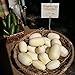 photo Dragon Eggs Seeds for Planting - 20 Seeds - White Cucumber Seeds - Ships from Iowa, USA 2024-2023