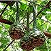 foto Semillas de calabaza para plantar,Calabazas para crecer,Lagenaria Siceraria,Semillas de siceraria,Botella de mezcla de semillas de calabaza-5 PCS 2024-2023