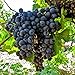photo 50+ Fresh Delicious Black Grape Round Variety Seeds 2024-2023