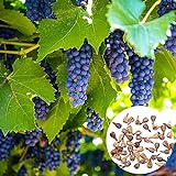 photo: You can buy KOqwez33 Seeds for Garden Yard Potted Decoration,50Pcs/Bag Grape Seeds Phyto-Nutrients Rich Vitamins Perennial Indoor Potted Fruit Seeds for Garden - Grape Seeds online, best price $1.50 new 2024-2023 bestseller, review