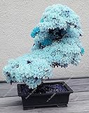 photo: acheter 10 PCS ciel rare graines de sakura bleu bonsaï fleurs graines d'arbres de fleur plantes Bonsai Cherry Blossoms graines de cerisier pour la maison et le jardin en ligne, meilleur prix 3,95 € nouveau 2024-2023 best-seller, examen