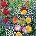 photo Roll Out Flower Seeded Mats That Attract Butterflies - Set of 2, Butterfly 2024-2023