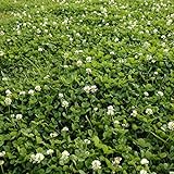 photo: You can buy Outsidepride White Dutch Clover Seed: Nitro-Coated, Inoculated - 5 LBS online, best price $34.99 new 2024-2023 bestseller, review