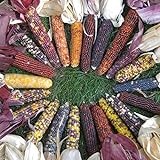 photo: You can buy David's Garden Seeds Corn Ornamental Red Husk Spectrum 7567 (Multi) 100 Non-GMO, Open Pollinated Seeds online, best price $4.45 new 2024-2023 bestseller, review