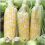 photo: You can buy Seed Needs, Peaches & Cream Sweet Corn (Zea mays) Bulk Package of 230 Seeds Non-GMO online, best price $8.99 ($0.04 / Count) new 2024-2023 bestseller, review