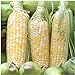 photo Seed Needs, Peaches & Cream Sweet Corn (Zea mays) Bulk Package of 230 Seeds Non-GMO 2022-2021