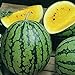 photo David's Garden Seeds Fruit Watermelon Yellow Petite 9832 (Yellow) 25 Non-GMO, Heirloom Seeds 2022-2021