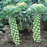 photo: You can buy NIKA SEEDS - Vegetable Brussels Sprout Cabbage Green (Possible to Grow Indoor) - 150 Seeds online, best price $6.95 ($0.05 / Count) new 2024-2023 bestseller, review