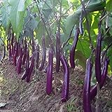 photo: You can buy Long Purple Eggplant Seed for Planting | 150+ Seeds | Non-GMO Exotic Heirloom Vegetables | Great Gardening Gift online, best price $7.98 new 2024-2023 bestseller, review