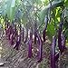 photo Long Purple Eggplant Seed for Planting | 150+ Seeds | Non-GMO Exotic Heirloom Vegetables | Great Gardening Gift 2024-2023