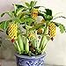 foto Ncient 10/20/30/50/100 Semillas de Arbol de Plátano Bananas Enano Semillas Frutas Flores Plantas Bonsai para Jardín Balcon Interior y Exteriores 2024-2023