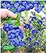foto BALDUR Garten Trauben-Heidelbeere 'Reka® Blue', 1 Pflanze, Blaubeeren Heidelbeeren Pflanze, Vaccinium corymbosum reichtragend 2024-2023