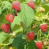 photo: You can buy Red Raspberry Seeds (Rubus idaeus) Packet of 50 Seeds online, best price $7.97 new 2024-2023 bestseller, review