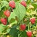 photo Red Raspberry Seeds (Rubus idaeus) Packet of 50 Seeds 2024-2023