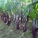 photo 100pcs graines d'aubergine blanc long fruits asiatiques et graines végétales plante taux élevé de germination pour plantes à domicile et jardin facile à cultiver 2 2024-2023