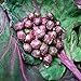 foto Mil-dirigido la nave libre de la púrpura de semillas de col coles de Bruselas col Mini semillas de plantas hortícolas - 40 semillas 2024-2023