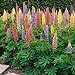 photo Outsidepride Lupine Russells Plant Flower Seed - 500 Seeds 2024-2023
