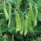 photo: You can buy Burpee Oregon Sugar Pod II (Organic) Pea Seeds 200 seeds online, best price $8.91 ($0.04 / Count) new 2024-2023 bestseller, review