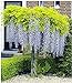 foto BALDUR Garten Blauregen auf Stamm winterhartes Stämmchen, 1 Pflanze Wisteria sinensis Glycinie Zierstämmchen 2022-2021