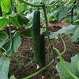 photo: You can buy 50Pcs High Yielding Cucumber Seeds for Planting Non-GMO Vegetable Seeds Garden Seed ,for Growing Seeds in The Garden or Home Vegetable Garden online, best price $6.99 new 2024-2023 bestseller, review