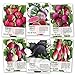 photo Seed Needs, Multicolor Radish Seed Packet Collection (6 Individual Packets) Non-GMO Seeds 2022-2021