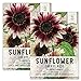 photo Seed Needs, Cherry Rose Sunflower (Helianthus annuus) Twin Pack of 50 Seeds Each 2024-2023