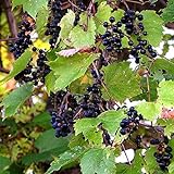 photo: You can buy Wild Grape Vine Seeds (Vitis riparia) 10+ Michigan Wild Grape Seeds in FROZEN SEED CAPSULES for The Gardener & Rare Seeds Collector, Plant Seeds Now or Save Seeds for Years online, best price $14.95 new 2024-2023 bestseller, review