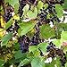 photo Wild Grape Vine Seeds (Vitis riparia) 10+ Michigan Wild Grape Seeds in FROZEN SEED CAPSULES for The Gardener & Rare Seeds Collector, Plant Seeds Now or Save Seeds for Years 2024-2023
