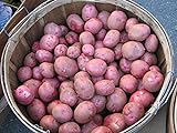 photo: You can buy Potato Seed - MOZART - Excellent Table Quality Potato - ORGANIC - 6 Tubers online, best price $10.99 new 2024-2023 bestseller, review