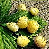 photo: You can buy Seeds Alpine Strawberry Yellow Everbearing Indoor Berries Fruits for Planting Non GMO online, best price $8.99 new 2024-2023 bestseller, review