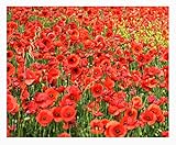 photo: You can buy Red Flanders Poppies - 50,000 Flanders Poppy Seeds - Marde Ross & Company online, best price $11.99 ($0.00 / Count) new 2024-2023 bestseller, review