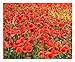 photo Red Flanders Poppies - 50,000 Flanders Poppy Seeds - Marde Ross & Company 2024-2023