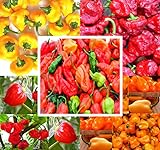 photo: You can buy BIG PACK - (500+ Seeds) Hot Pepper Combo I - Bhut Jolokia Ghost Pepper, Habanero Orange, Habanero Red, Jamaican Yellow, Jamaican Red Pepper Seeds- Non-GMO Seeds by MySeeds.Co (BIG PACK - Hot Pepper I) online, best price $19.95 ($0.04 / Count) new 2024-2023 bestseller, review