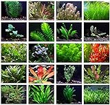 photo: You can buy Texas Aquarium Plant Bundle - 20 Species Live Aquarium Plants Package online, best price $64.88 ($3.24 / Count) new 2024-2023 bestseller, review