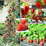 photo: You can buy 250+ Red Climbing Strawberry Seeds Everbearing Fruit Plant Home Garden Sweet and Delicious online, best price $8.00 ($0.03 / Count) new 2024-2023 bestseller, review