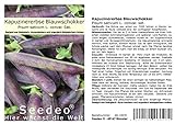 foto: jetzt Seedeo® Kapuzinererbse 'Blauwschokker' (Pisum sativum L. convar. sat.) ca. 100 Samen BIO Online, bester Preis 2,95 € neu 2024-2023 Bestseller, Rezension