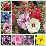 photo: You can buy 100+ Pcs Mixed Hibiscus Seeds Giant Flowers Perennial Flower - Ships from Iowa, USA online, best price $7.98 ($0.08 / Count) new 2024-2023 bestseller, review
