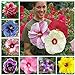 photo 100+ Pcs Mixed Hibiscus Seeds Giant Flowers Perennial Flower - Ships from Iowa, USA 2024-2023