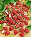 photo CEMEHA SEEDS - Alpine Strawberry Baron Solemakher Everbearing Berries Indoor Non GMO Fruits for Planting 2023-2022