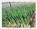 foto fistulosum 500pcs Allium, en macetas semillas de cebolla china, cebolla de verdeo Semillas -Cuatro Vegetable Seeds temporada de siembra para jardín 2024-2023