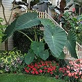 photo: You can buy Live Bulbs Colocasia gigantea Thailand Giant Thai Giant Elephant Ear Huge Leaf (3 Bulbs) online, best price $19.19 ($6.40 / Count) new 2024-2023 bestseller, review