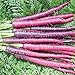 photo David's Garden Seeds Carrot Cosmic Purple 1199 (Purple) 200 Non-GMO, Heirloom Seeds 2023-2022